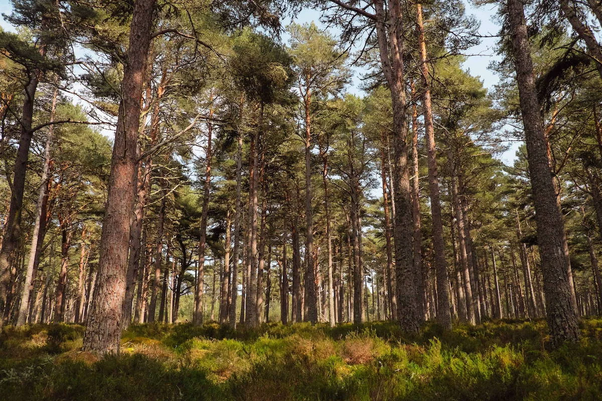 CaledonianPinewood