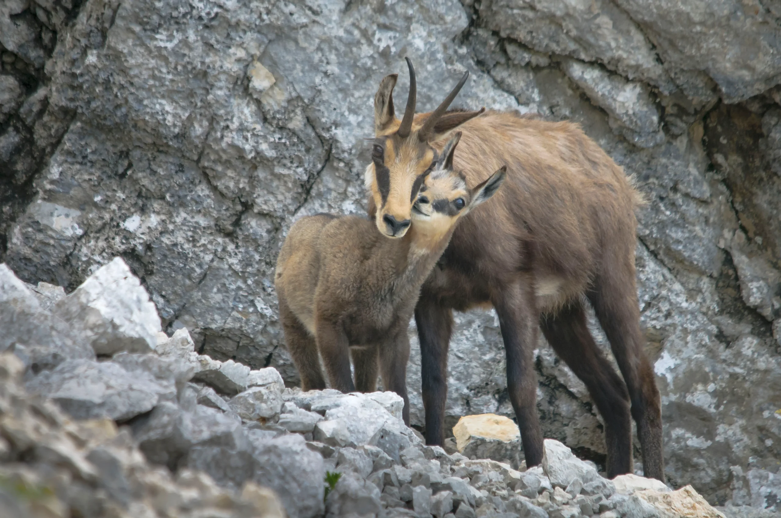 Chamois