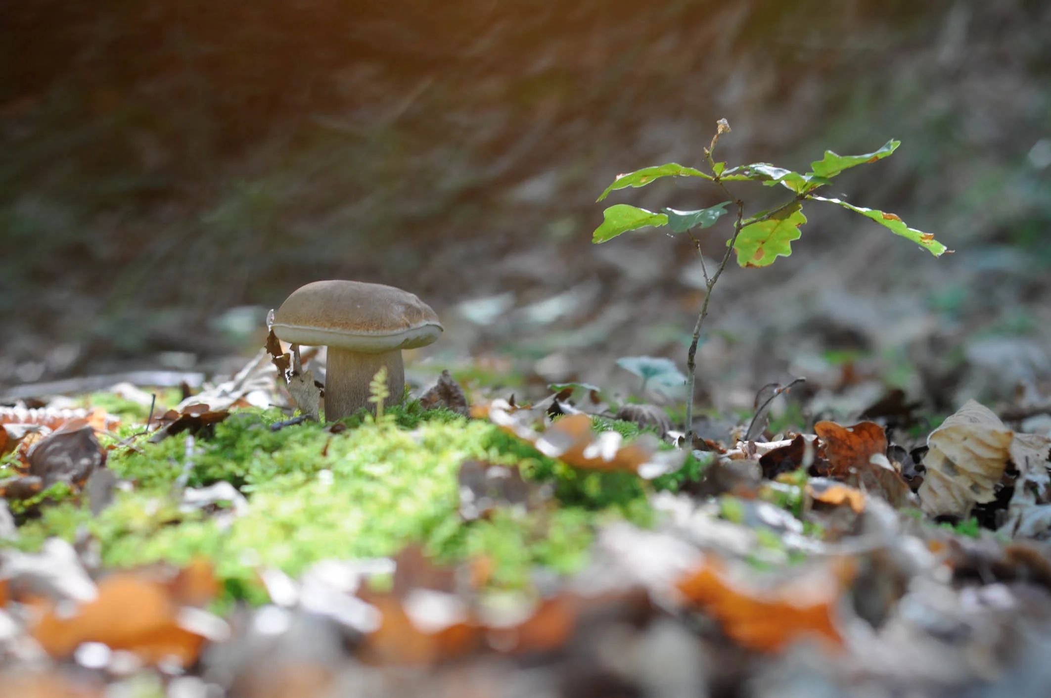 ForestFloor2