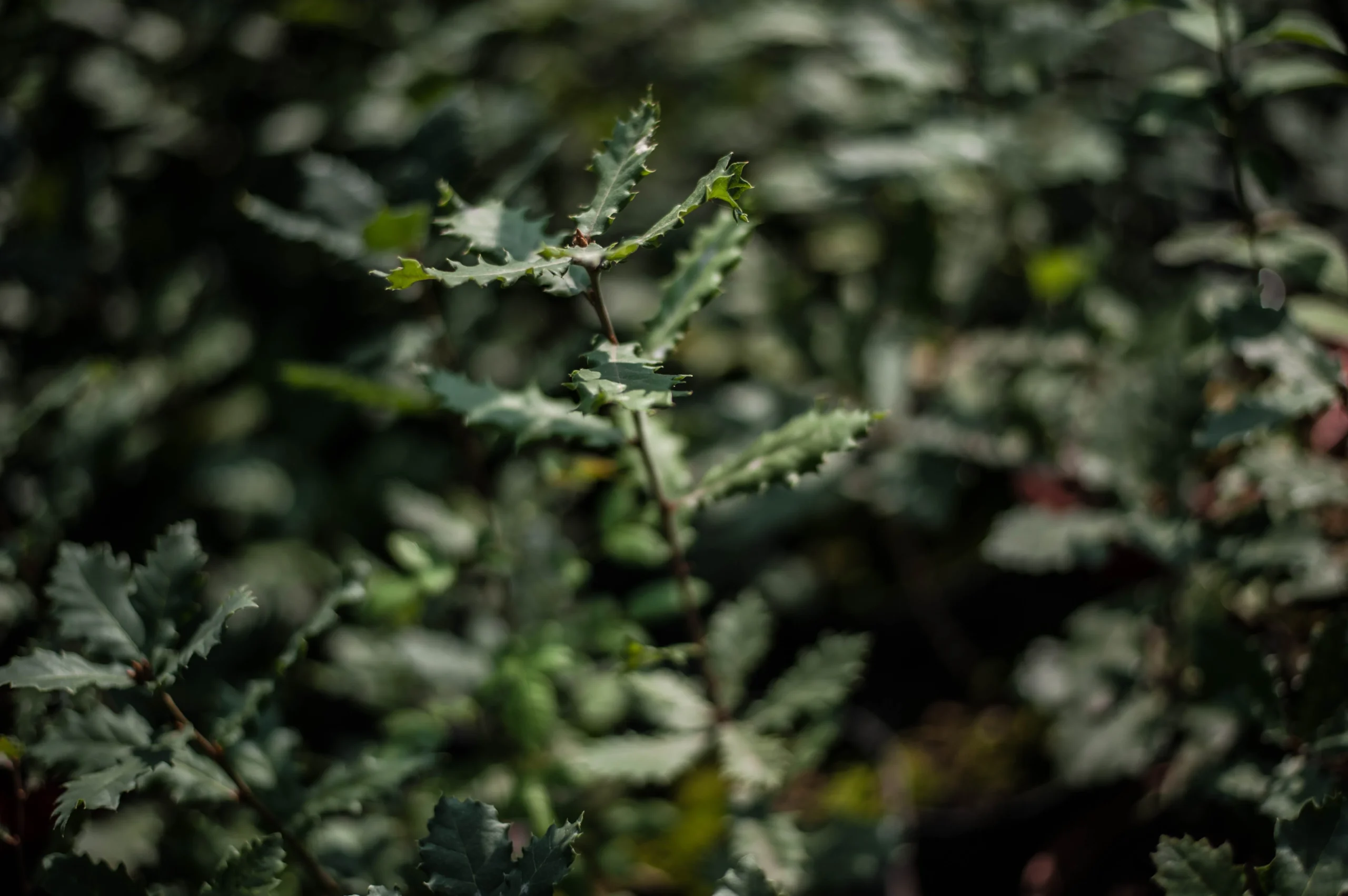 Sapling