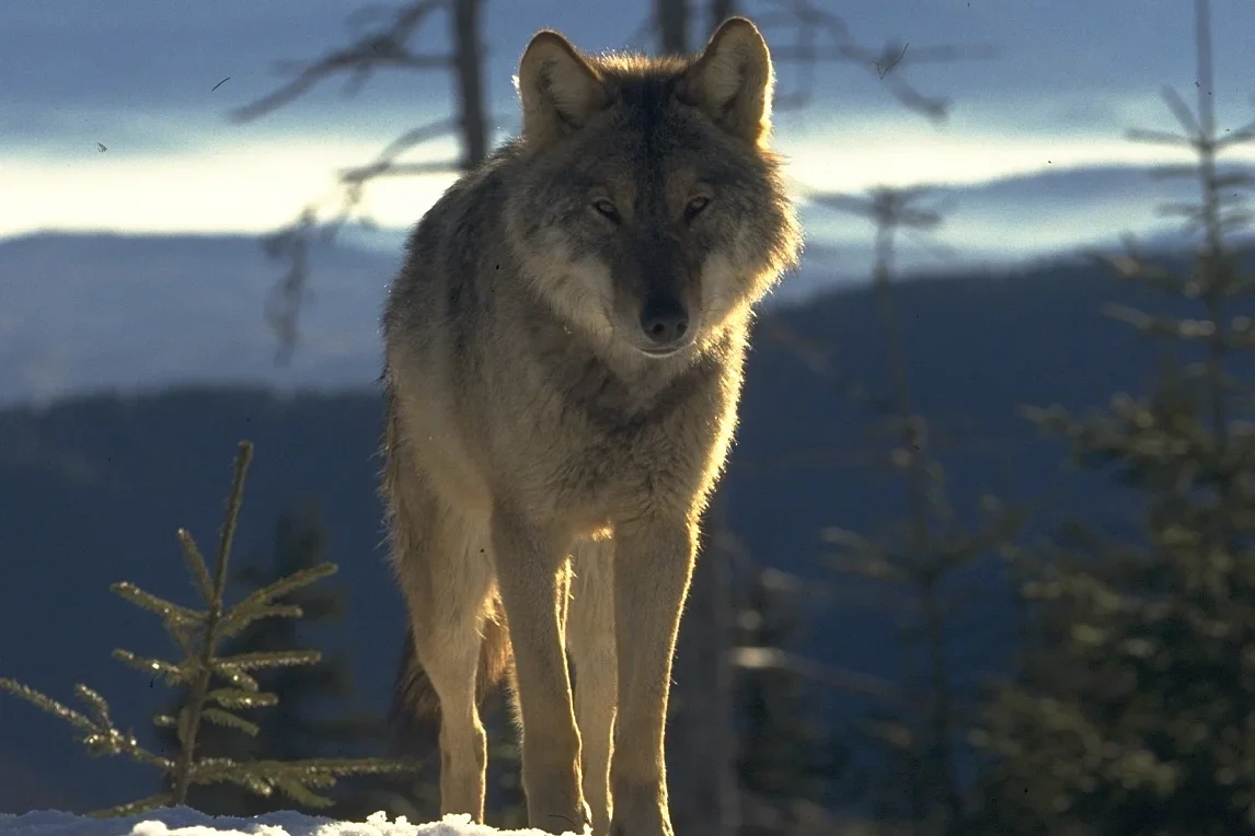 WolfPortrait